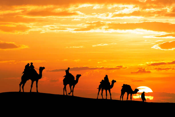 Camel ride at sunset